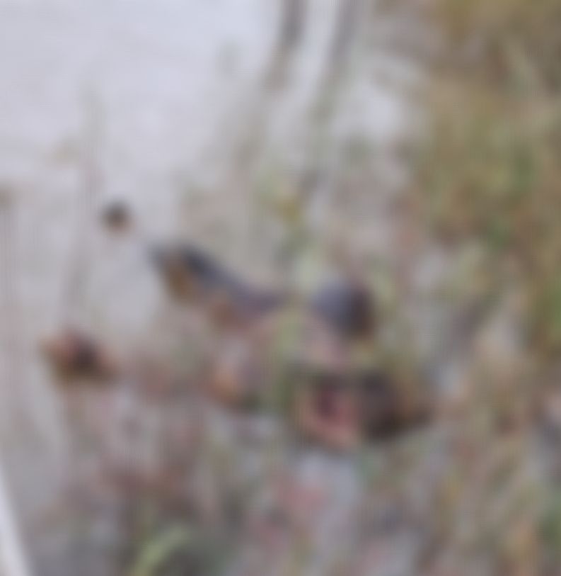 URGENTE: Cadáver é encontrado por pescadores e mobiliza bombeiros e autoridades policiais no Rio Tibagi, em PG