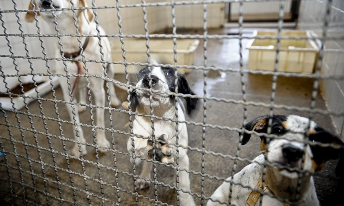 Lei que proíbe uso de animais em testes cosméticos é sancionada