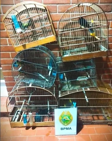 Polícia Ambiental apreende aves silvestres em cativeiro nos Campos Gerais