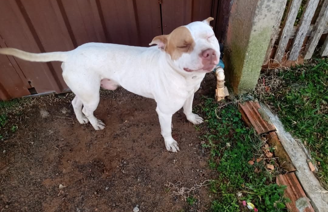 Moradores procuram tutor de pitbull achado em rua de PG