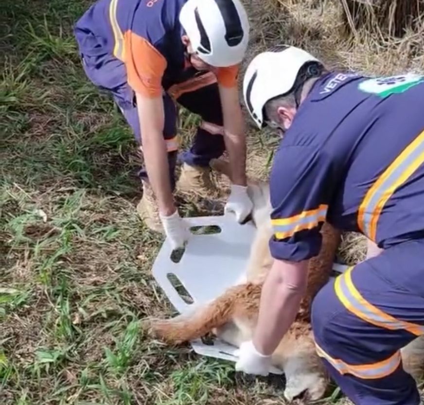 VÍDEO: Onça-parda morre atropelada na BR-376, em área do Parque Estadual de Vila Velha