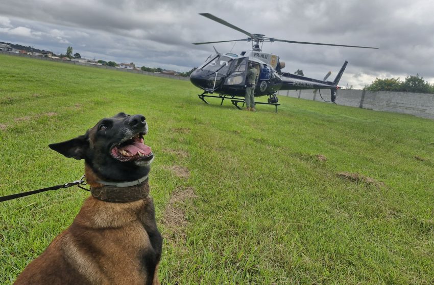 Bombeiros descartam uso de cães nas buscas por vítimas de explosão em Quatro Barras