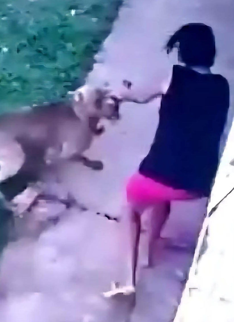 Dono de pitbulls teria deixado portão “apenas encostado” e cães quase matam jovem em PG