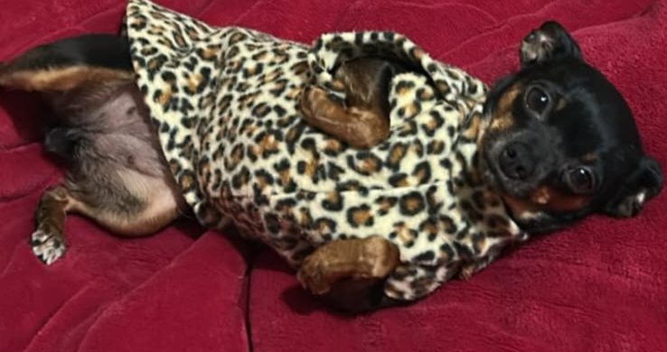 Cachorrinha desaparece em frente ao Centro de Eventos ; família oferece recompensa