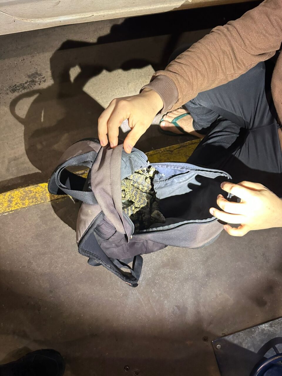 Homem é flagrado com jacarés, cobras e lagartixas exóticas na Ponte da Amizade