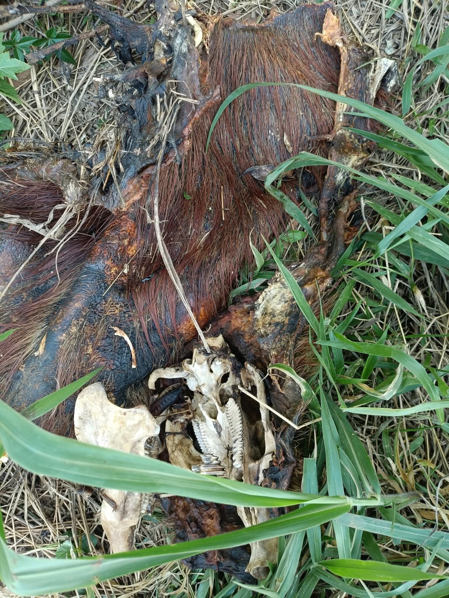Capivara é encontrada morta e mutilada no Lago de Olarias