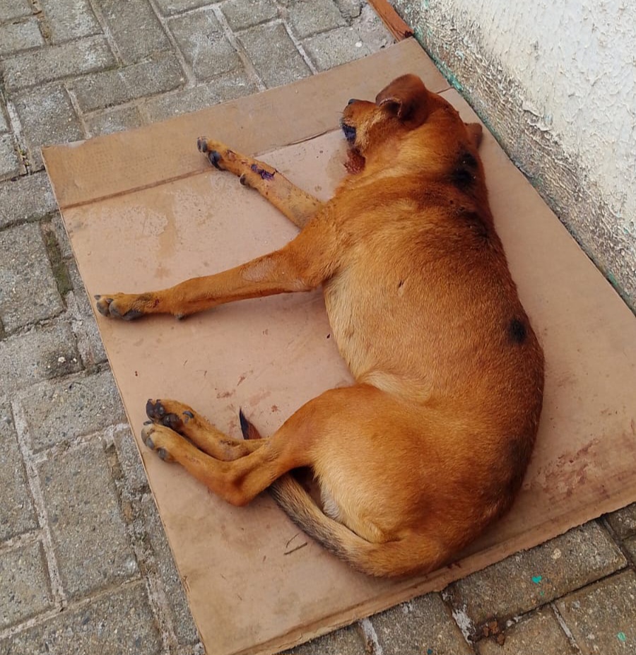 Vídeo: Moradores cobram prefeitura por resgate de cachorro atropelado em PG