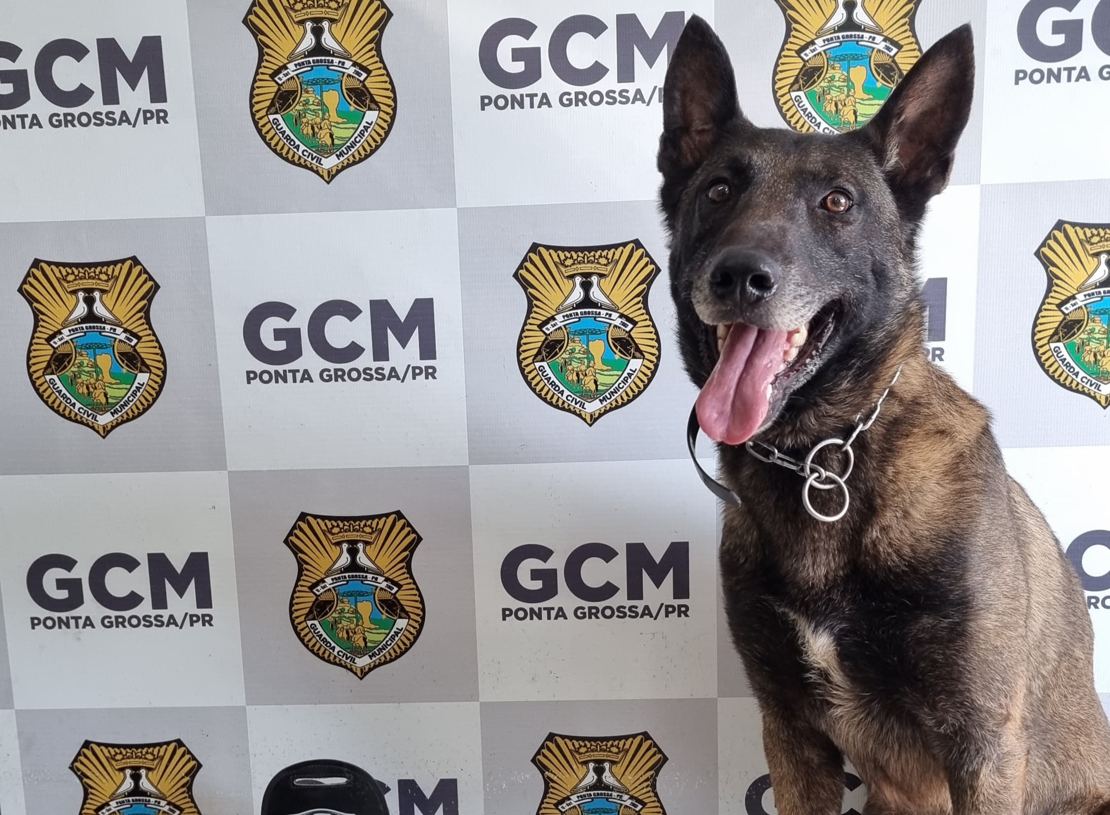 Vídeo: Cão Bolt auxilia GCM na apreensão de meio quilo de maconha no bairro Boa Vista