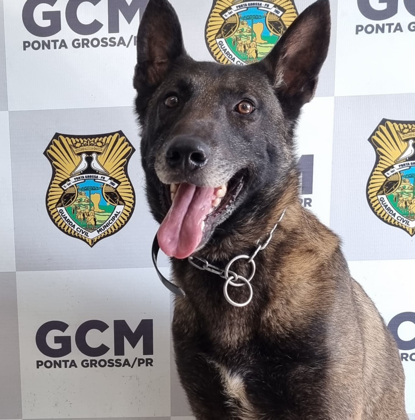 Conheça Bolt, o cão que é o terror do tráfico em PG