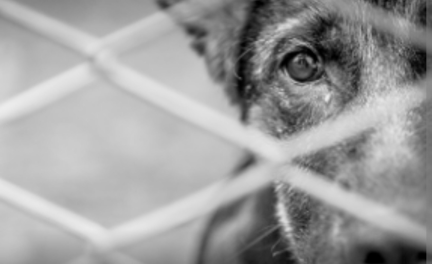 MPPR pede prisão preventiva de homem que furtou cão e praticou zoofilia no Paraná