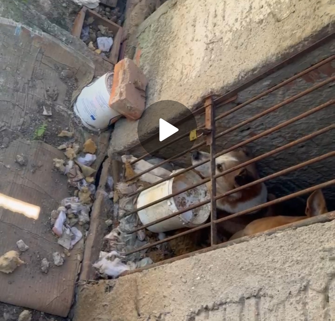 PCPR resgata cães em situação de maus-tratos em PG; veja vídeo