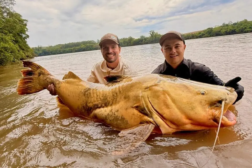Peixe de 100 kg é pescado no Rio Ivaí e pode bater recorde nacional