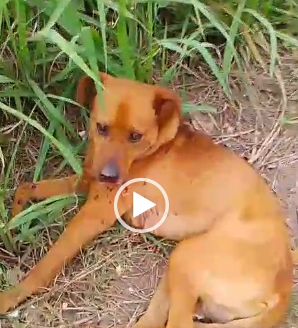 VÍDEO: Moradores pedem ajuda para cão atropelado no retorno da Vila Romana