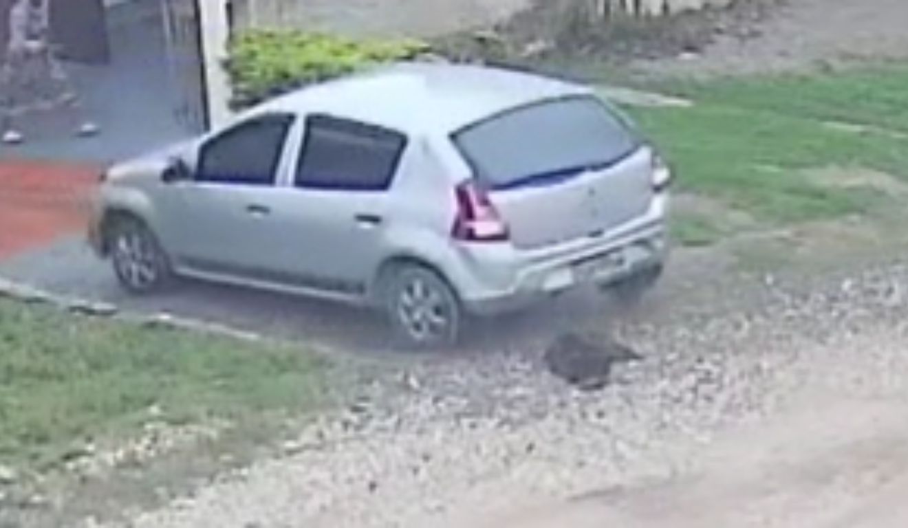 Vídeo: Motorista atropela cachorra de rua três vezes e foge sem prestar socorro