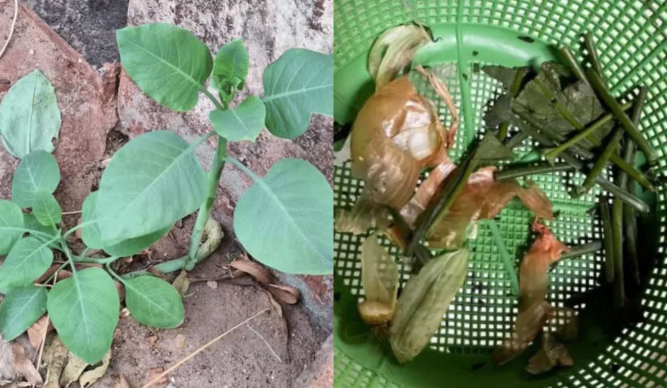 Mulher morre após confundir couve com planta tóxica 