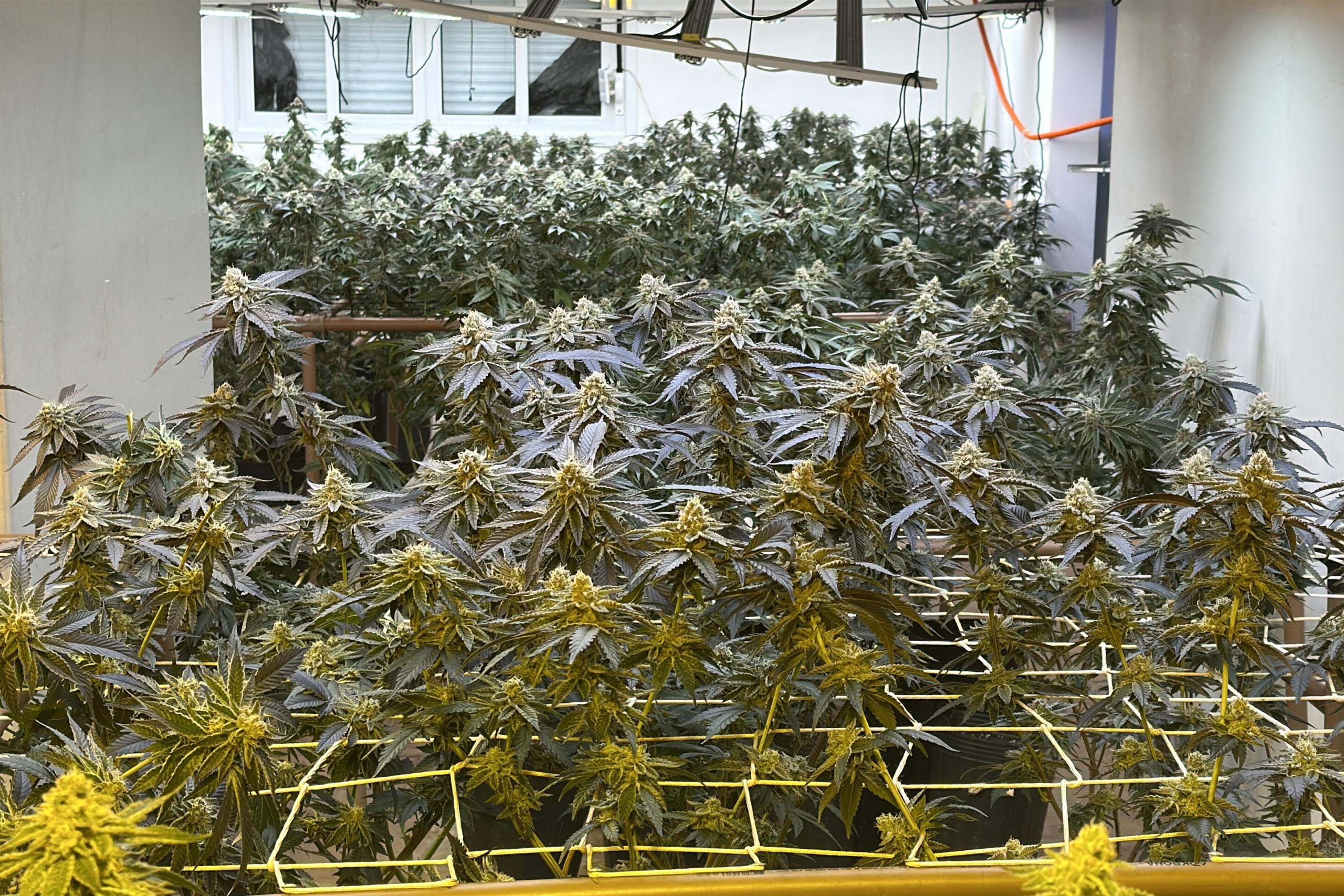 PMPR apreende 350 pés de maconha em estufa clandestina no Paraná