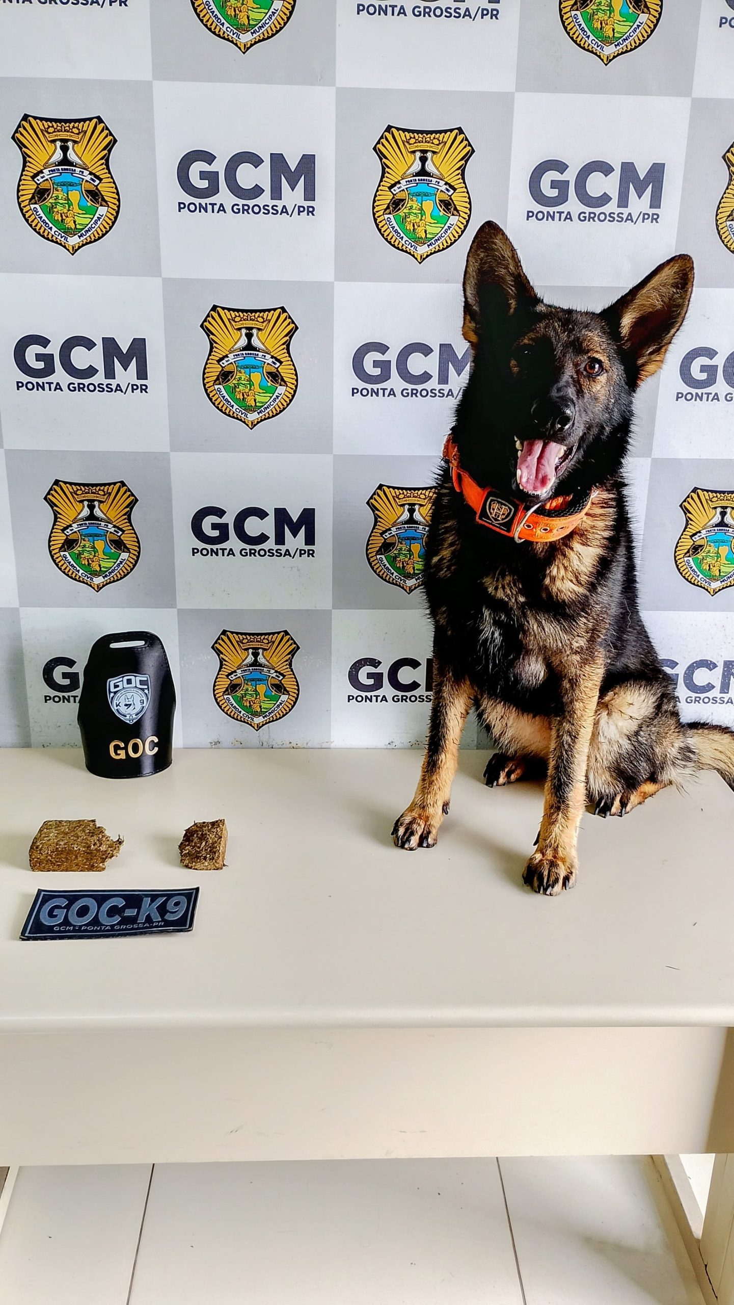 GCM usa cão farejador e apreende drogas no bairro Boa Vista, em PG