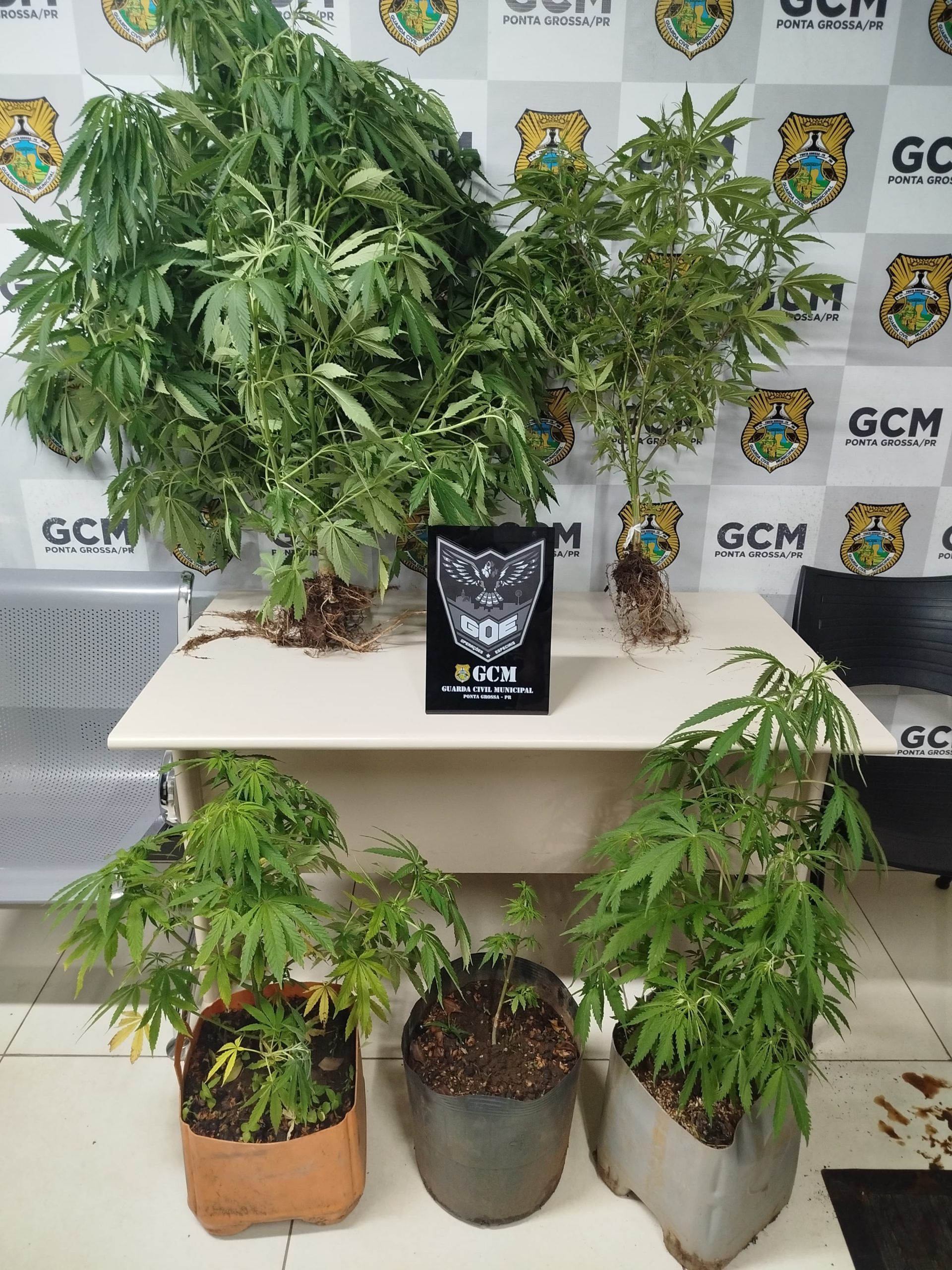 GCM localiza plantação de maconha em terreno baldio no bairro Cará-Cará