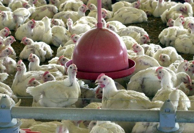 China volta a comprar carne de frango do Brasil