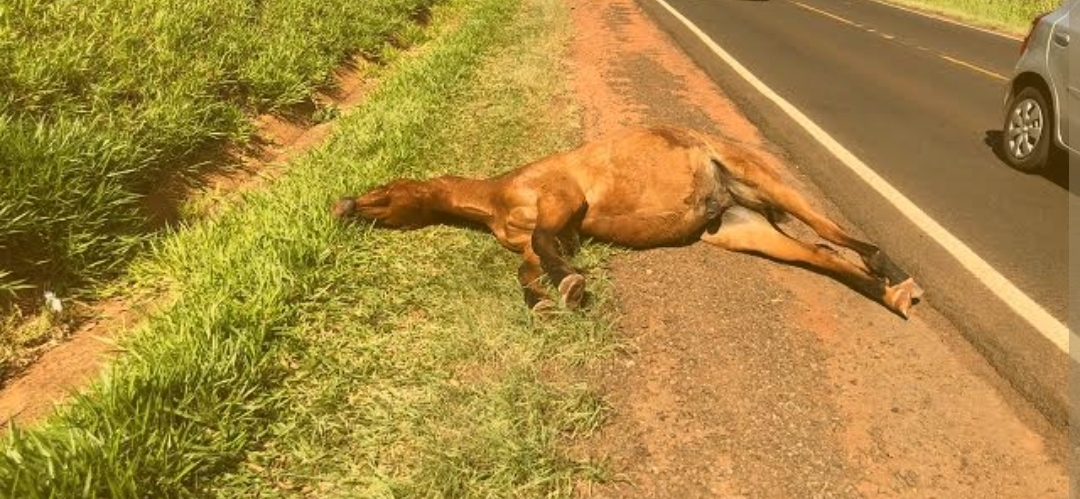 Jovem motociclista morre após atropelar cavalo em rodovia