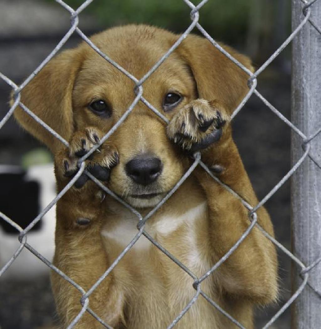 Ponta Grossa sanciona lei que proíbe por cinco anos a contratação de pessoas condenadas por maus-tratos a animais no serviço público
