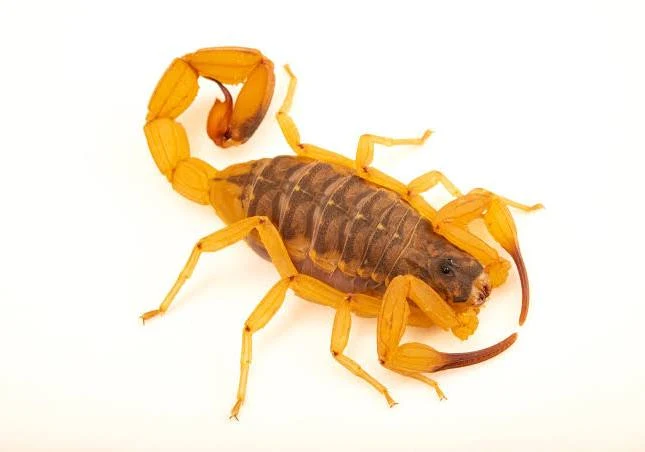 Após aparições escorpião‑amarelo na vila Cipa, PG realiza mutirão para evitar situações de risco