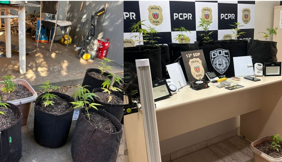 PCPR e GCM apreendem estufa de cultivo de maconha no Núcleo Borsato, em Ponta Grossa 