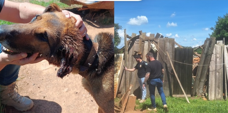 PCPR prende homem em flagrante por maus-tratos a animais em Ipiranga 