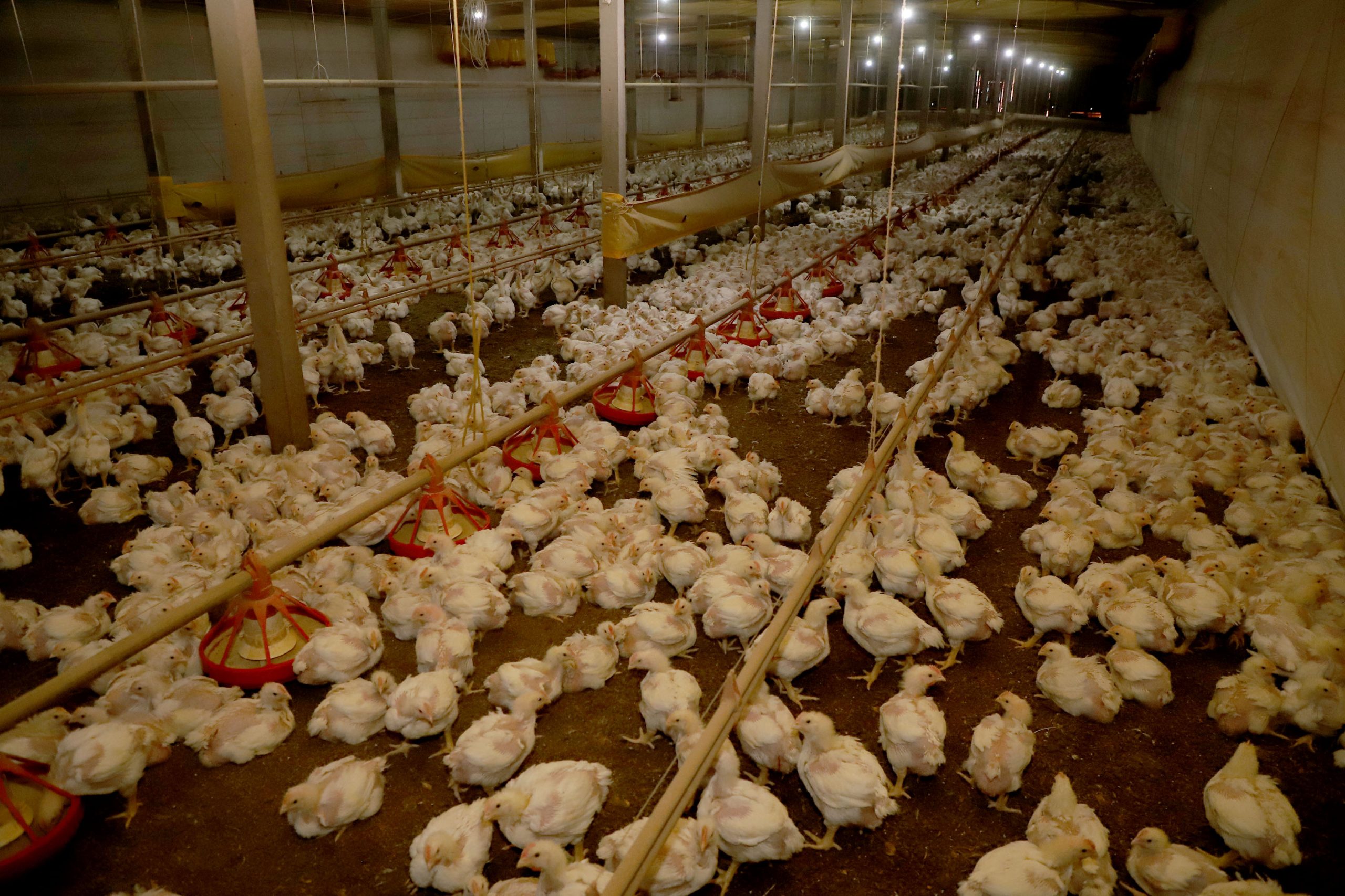 Governo do Paraná e Seara anunciam R$ 475 milhões para impulsionar produção de frango