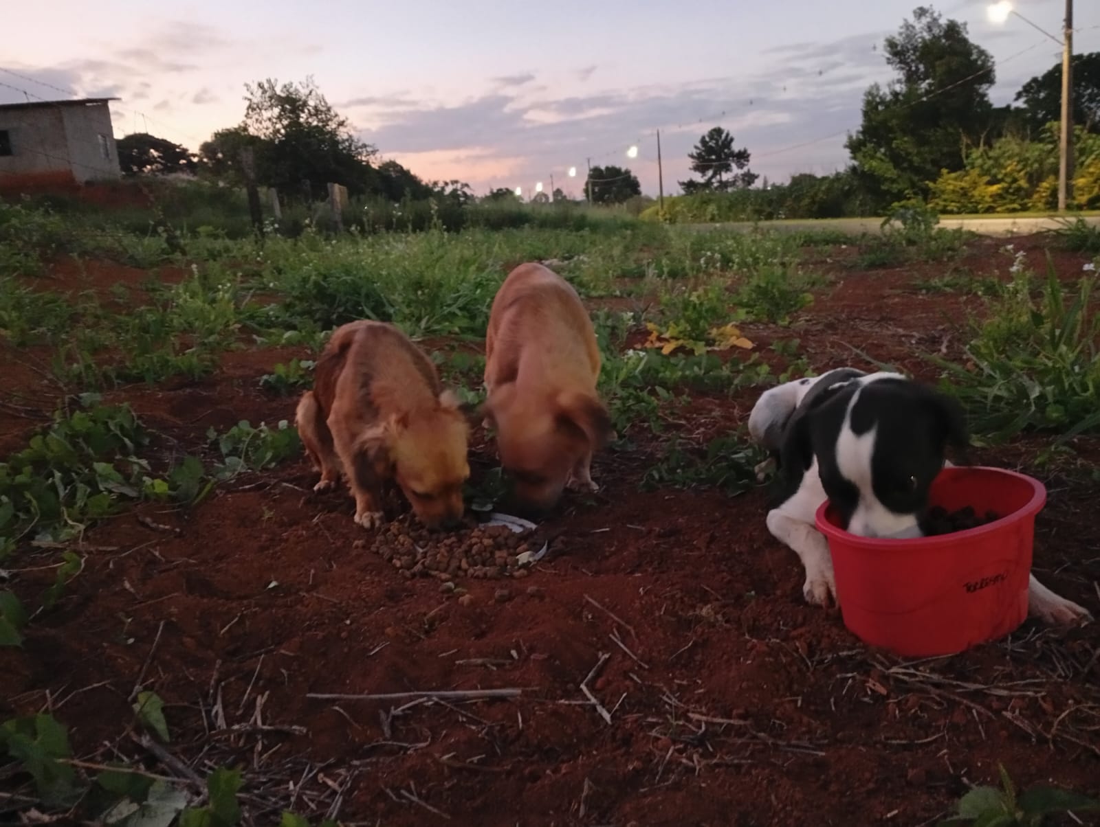 Você ajudaria esses cachorrinhos?