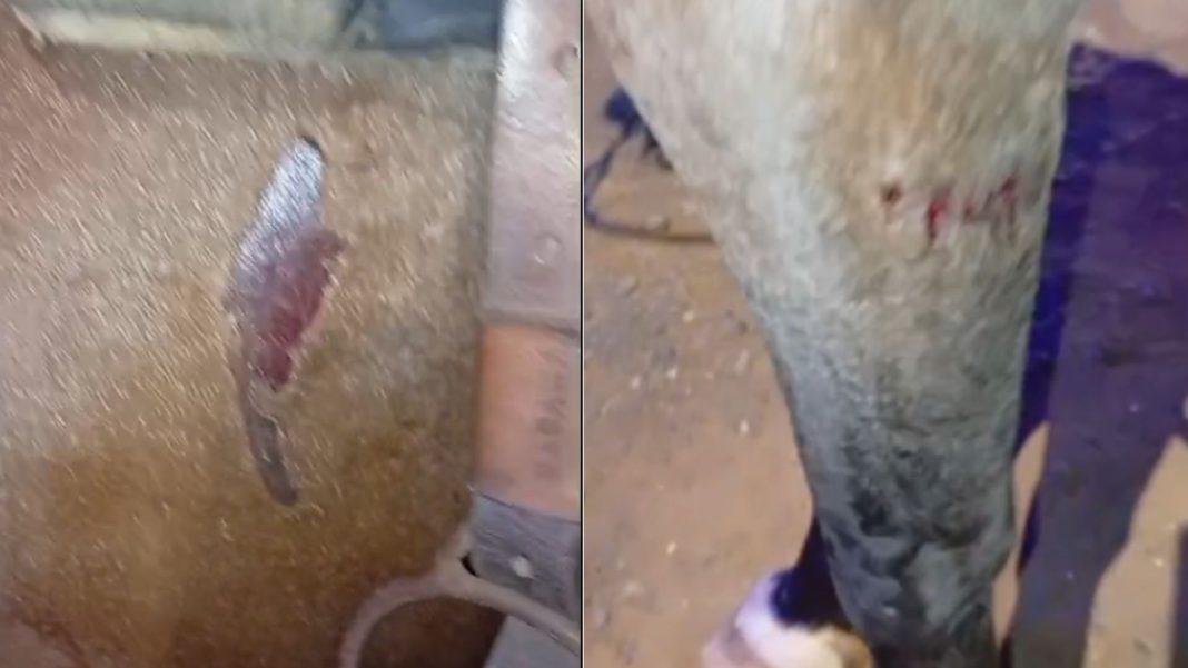 Motorista sem CNH e com sinais de embriaguez é preso após atropelar adolescente montado a cavalo