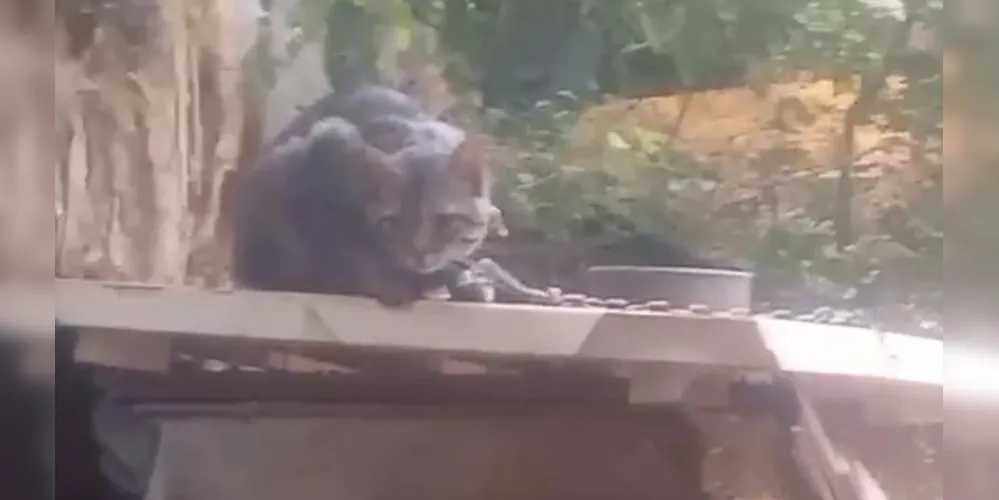 Maus tratos: gatos são resgatados acorrentados dentro de casa em Ponta Grossa