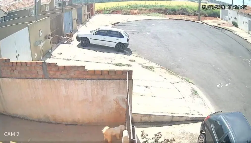 Vídeos | Dono de pitbull vai responder por omissão após ataques a cães em Ponta Grossa