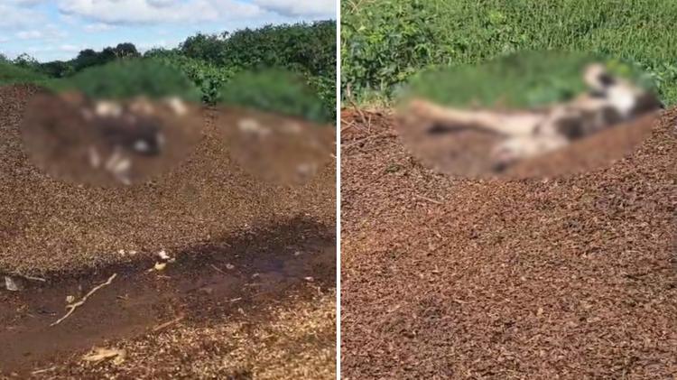 ‘Depósito’ de vacas mortas é encontrado ao lado de lago de estrume em Carambeí