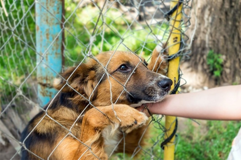 Evento de adoção de cães e gatos será realizado neste sábado no Lago de Olarias, em Ponta Grossa