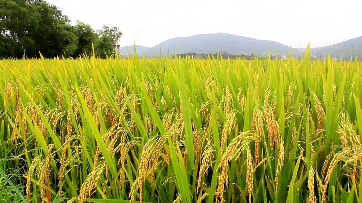 El Niño pode reduzir produção de arroz na safra 2026/27, aponta análise
