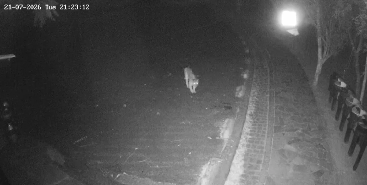 Onça-parda é avistada na Lagoa Dourada, no Parque Estadual de Vila Velha