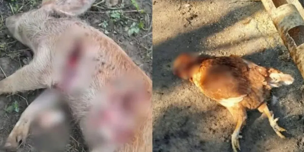 Mais de 60 animais aparecem mortos e moradores suspeitam de ataques de onça-parda na Lapa