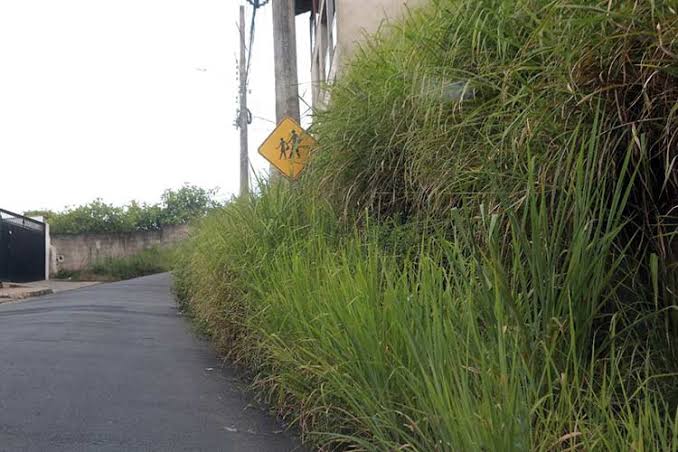 Prefeitura notifica 42 imóveis por falta de limpeza em Ponta Grossa; veja a lista