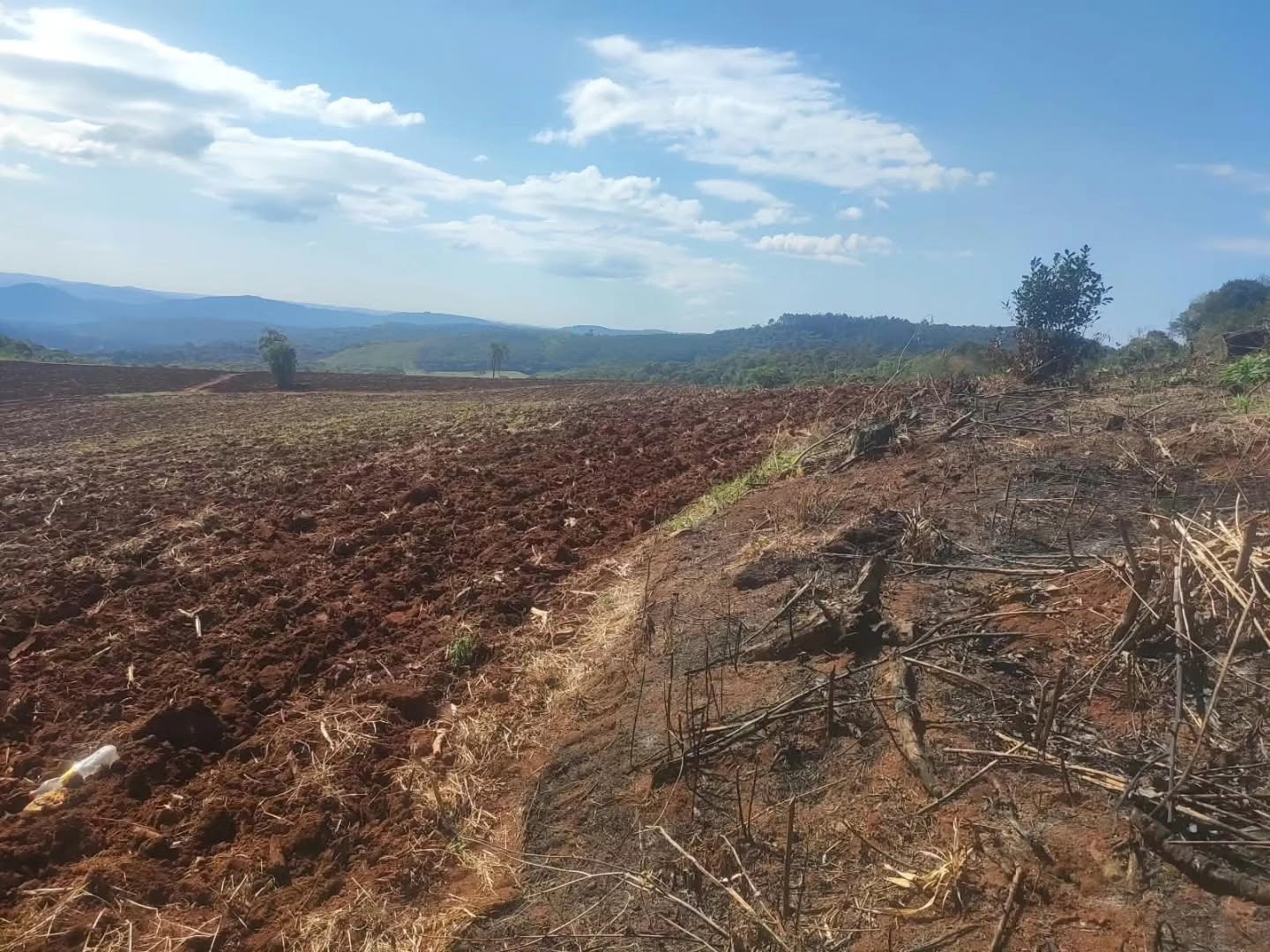 Fiscalização flagra destruição de vegetação nativa em área da Mata Atlântica no Paraná