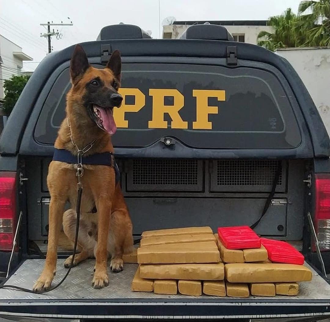 PRF apreende quase 300 quilos de cocaína escondidos em tanque de carreta na BR-277