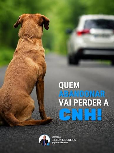Câmara aprova cassação de CNH para motorista que abandonar animais