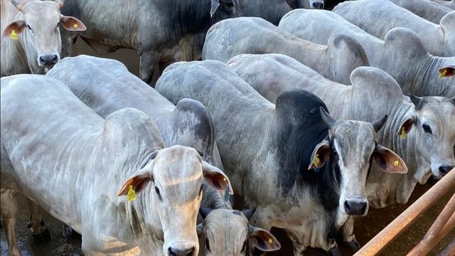 União Europeia mantém bloqueio à carne brasileira e retomada das compras pode levar mais de dois anos