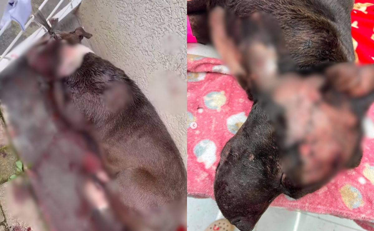 Técnico de enfermagem é suspeito de esfaquear os próprios cães em Curitiba