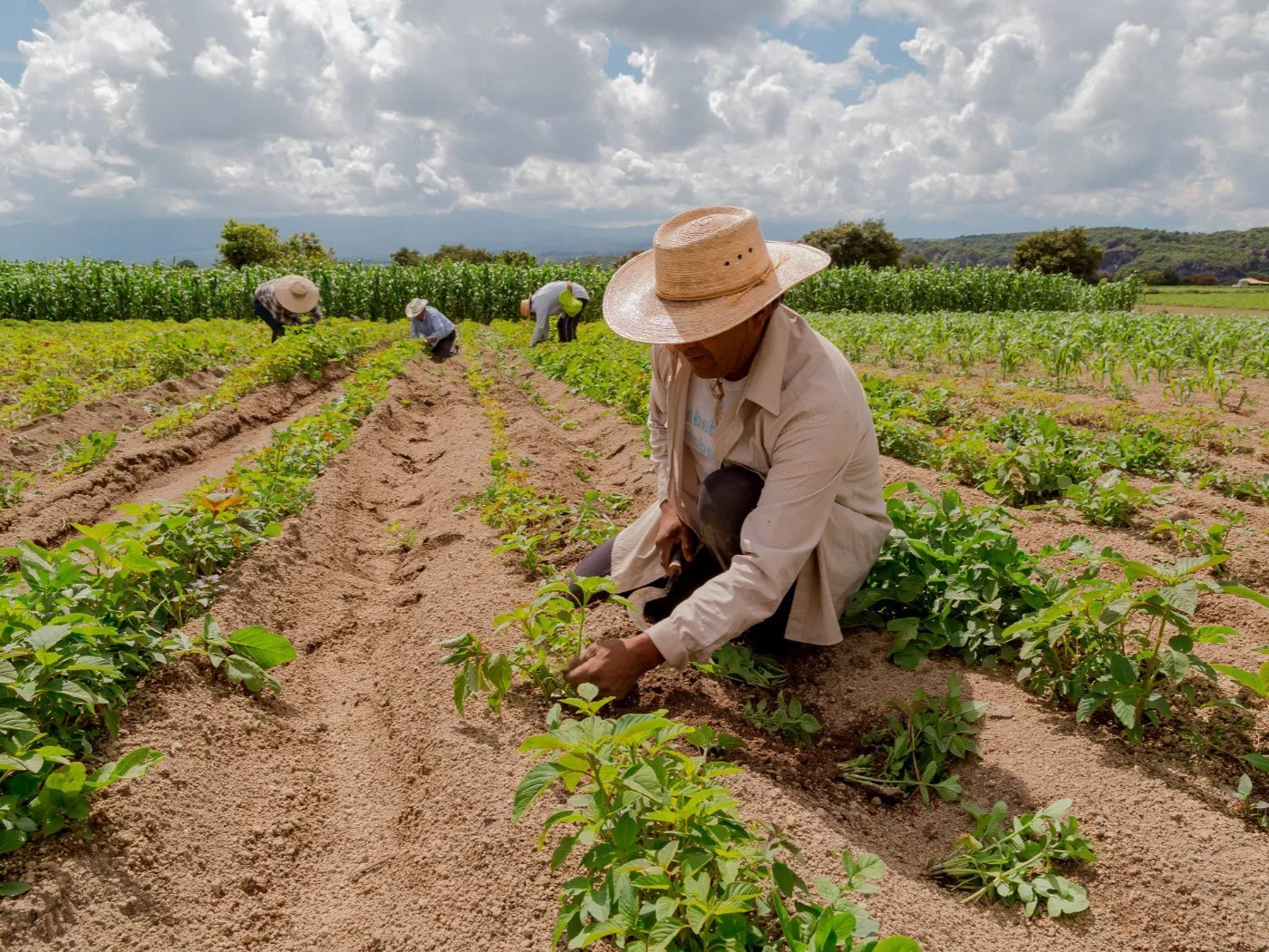 O que uma semente crioula revela sobre o futuro da agricultura nos Campos Gerais