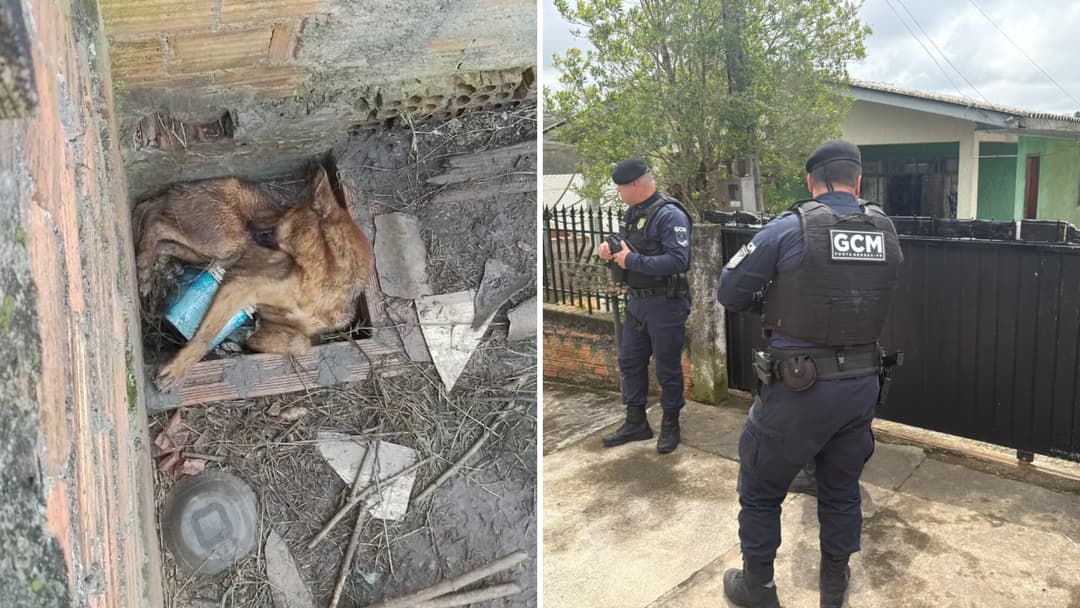 Cão é resgatado após denúncia de maus-tratos em Ponta Grossa