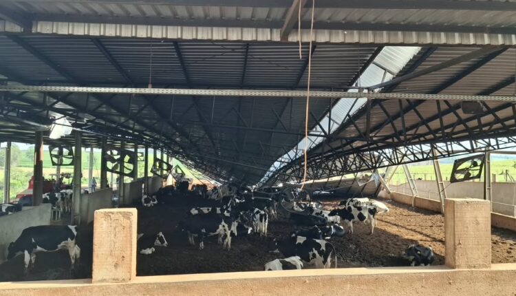 Vendaval causa prejuízos a produtores rurais e deixa cerca de 100 agricultores em situação crítica no Paraná