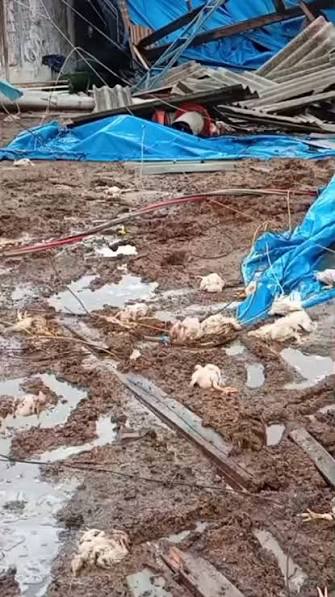 Milhares de frangos morrem após temporal atingir granja em Apucarana