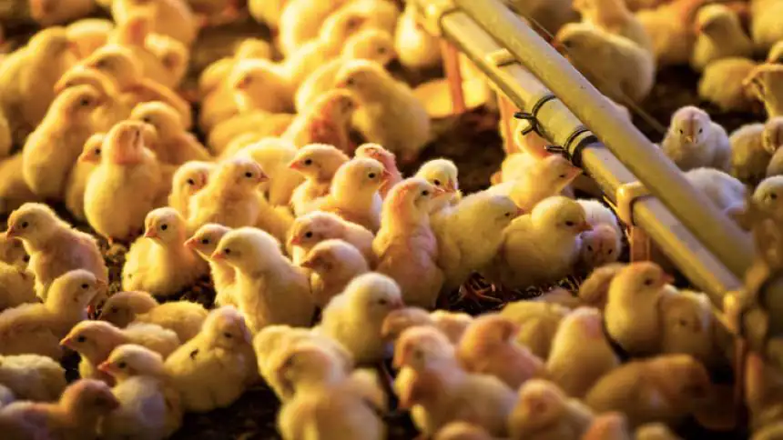 Trituração de pintinhos na indústria de ovos reacende debate sobre bem-estar animal