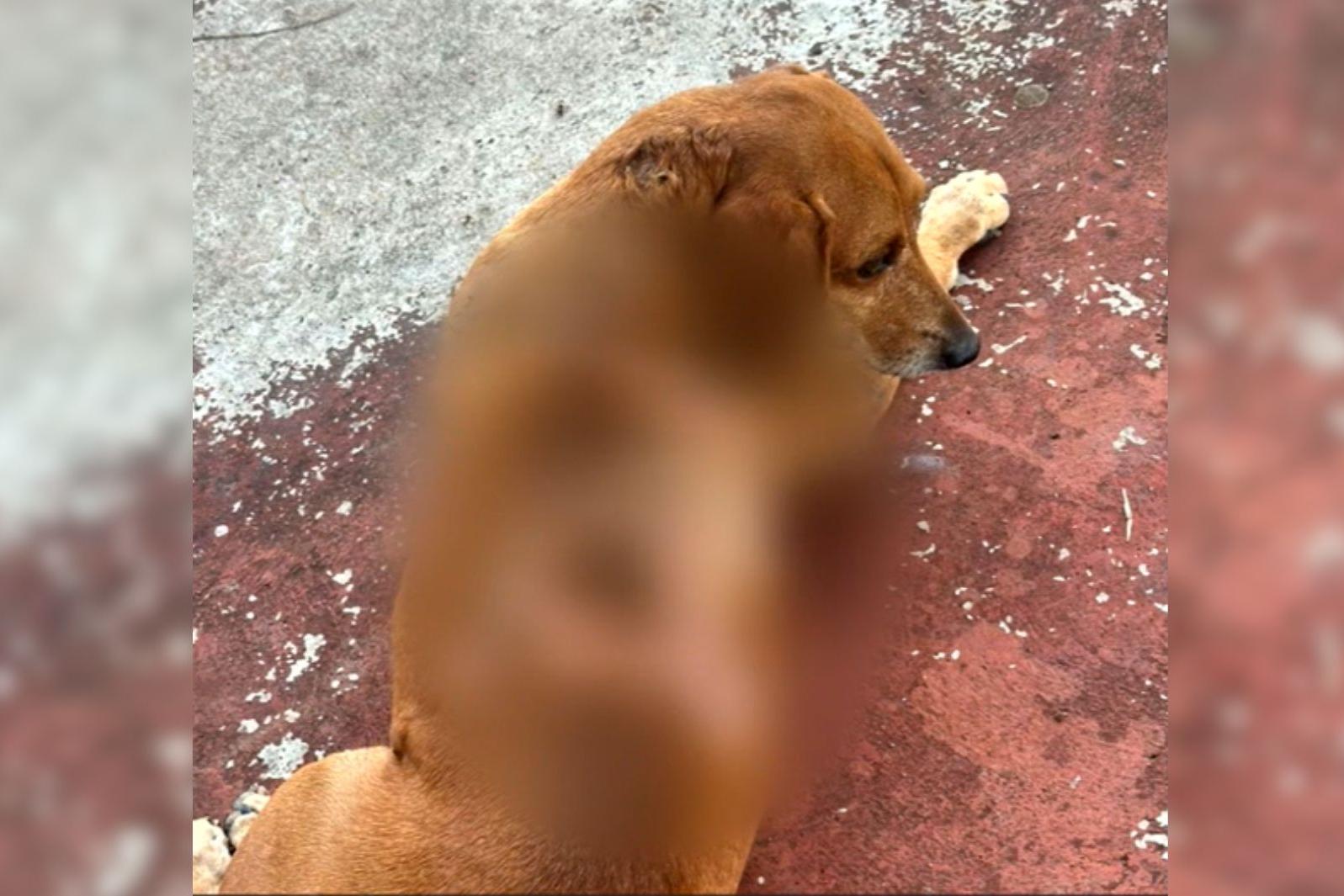 Moradores denunciam ataques contra cães com óleo quente em bairro de Ponta Grossa